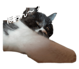 511025905