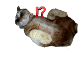 511025906