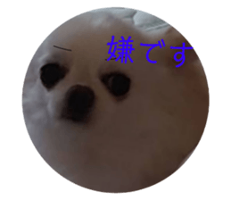 511391035