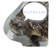 511459494