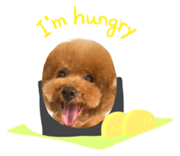 511613028