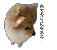 512061520
