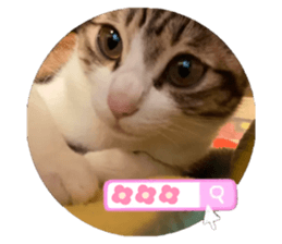 512330900