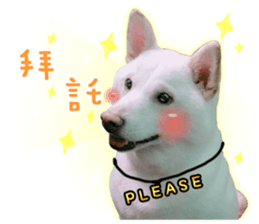 51297529