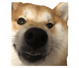 512980406