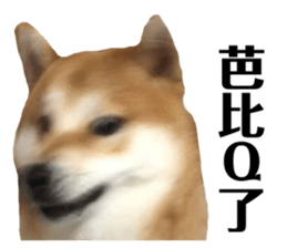 512980412