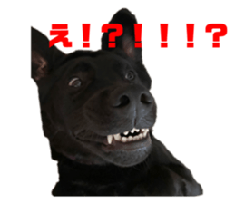 513767081