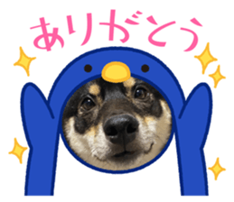 514262377