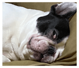 514479231