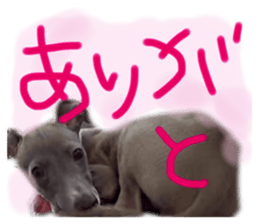 515454660