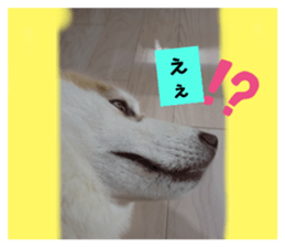 515455267