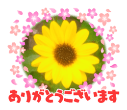 515877957