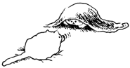 515976187