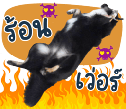516423912
