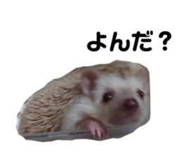 516475777