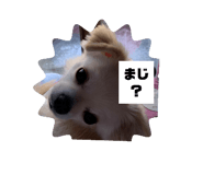516584408