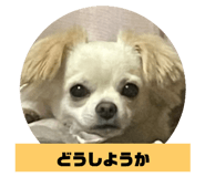 516584409