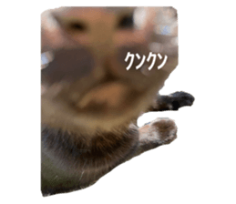 516627796