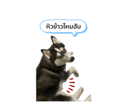 516705605