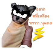 516851816