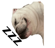 517015790