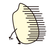 51704279