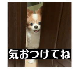 517311147