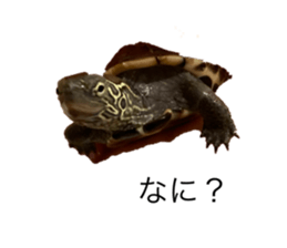 517363127