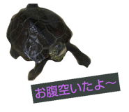 517738889