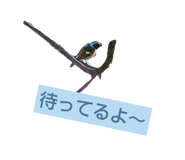 517738891