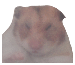 518647320