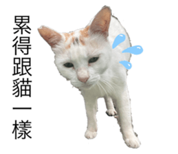 518650615