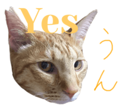 518748065