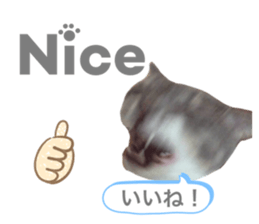 519278427