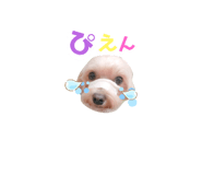 519411620