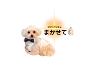 519411623