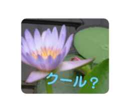 519436353