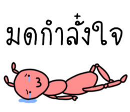 ลายที่ 23