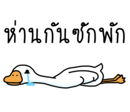 ลายที่ 43