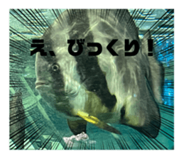 520065910