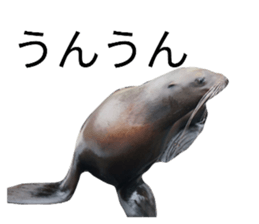 520106844