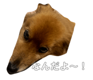 520180489