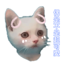 520303725