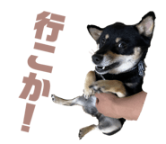 520441580