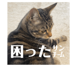 520481661