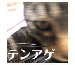 520481664