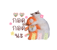 520504255