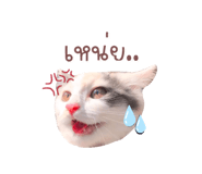 520504261