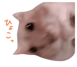 520587218
