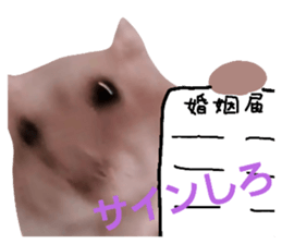 520587221